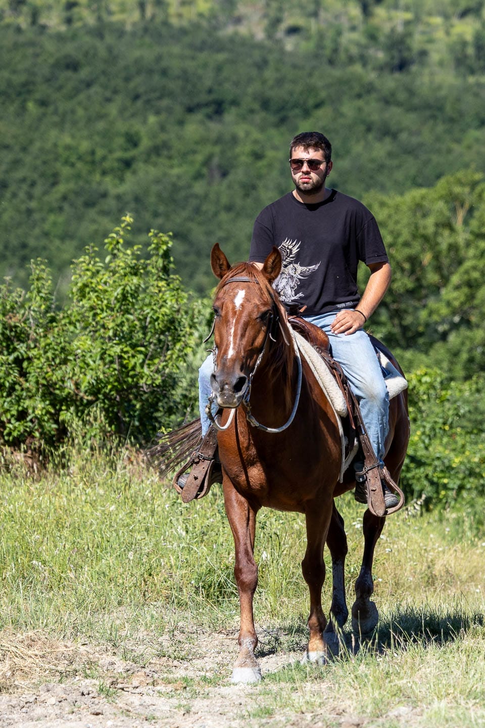 Cavallo Firenze_Cicero