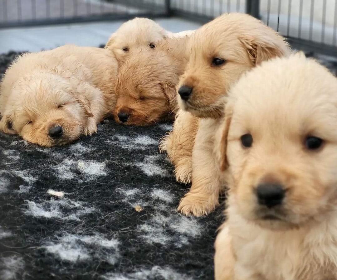 allevamento golden retriever