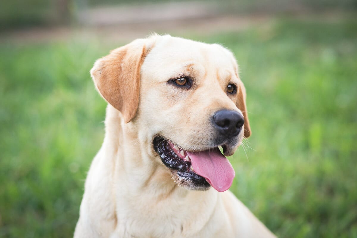 labrador allevamento piemonte