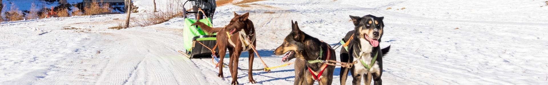 Giro in slitta con husky e cani