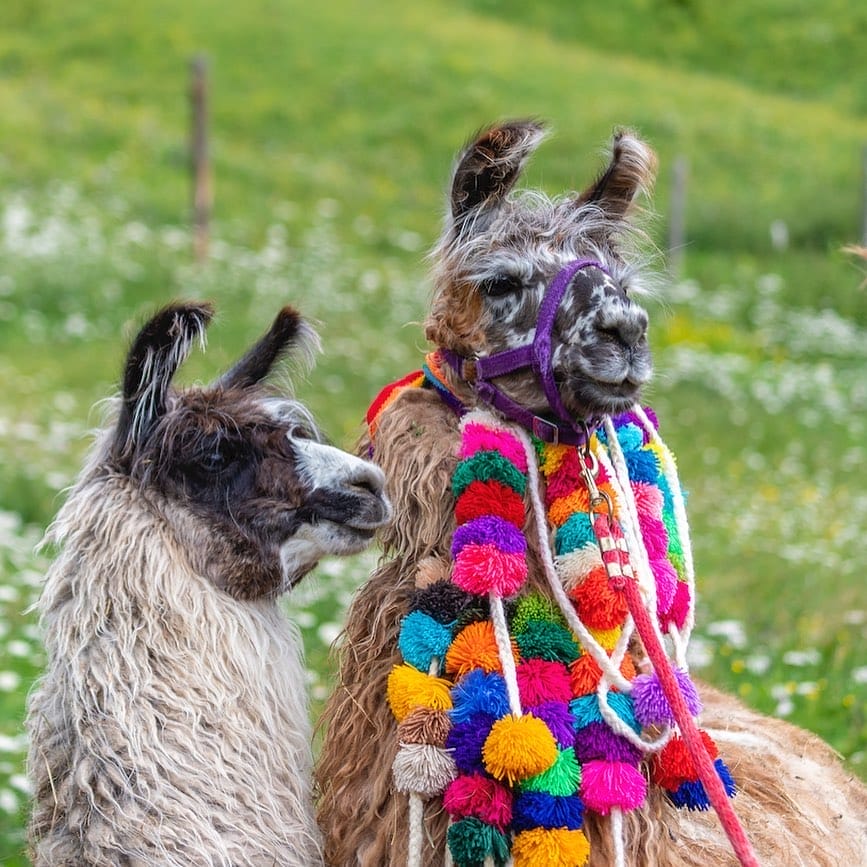 trekking lama como